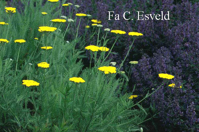 Achillea 'Coronation Gold'