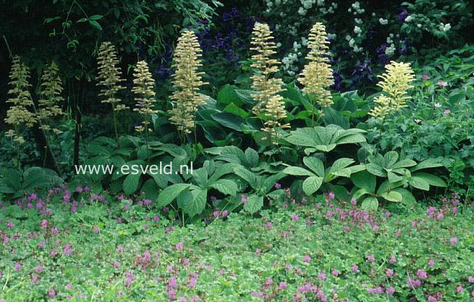 Rodgersia aesculifolia