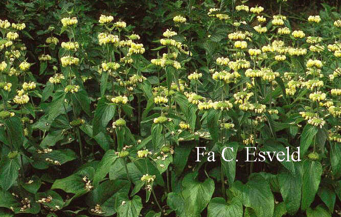 Phlomis russeliana