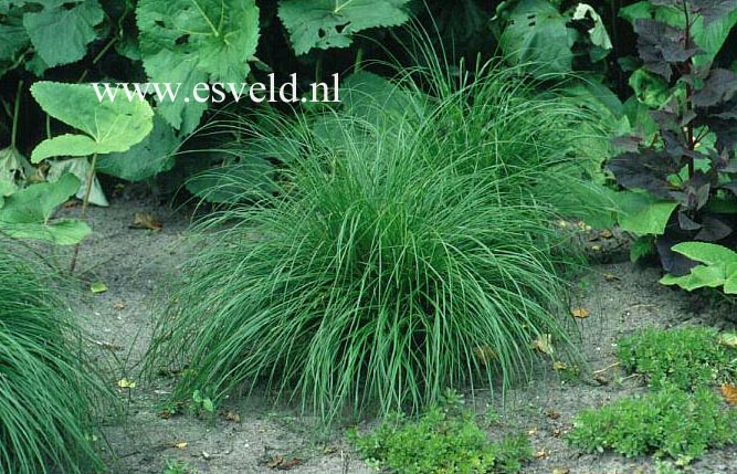 Carex morrowii 'Variegata'