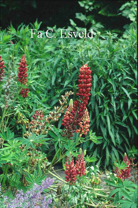 Lupinus 'The Chatelaine'