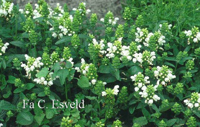 Prunella grandiflora 'Alba'