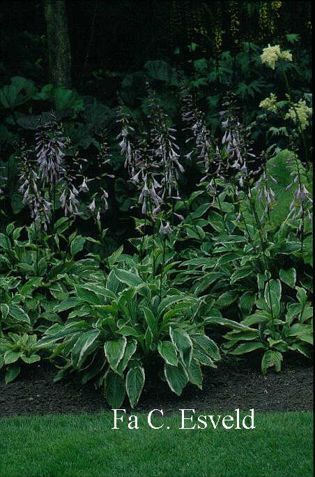 Hosta undulata 'Albomarginata'