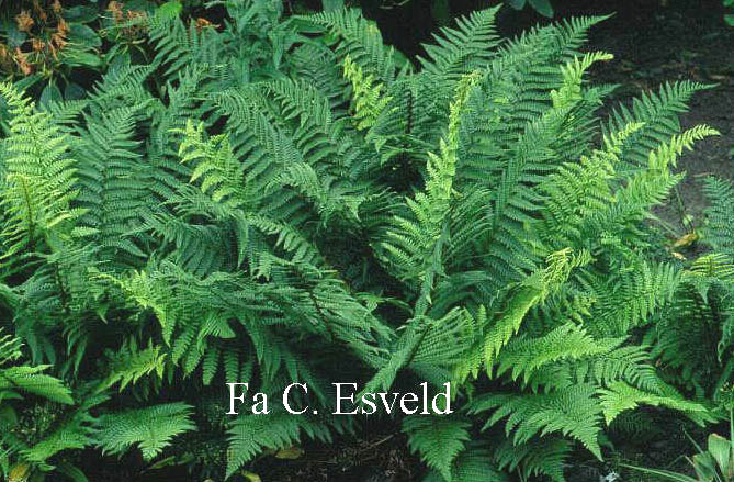 Dryopteris affinis