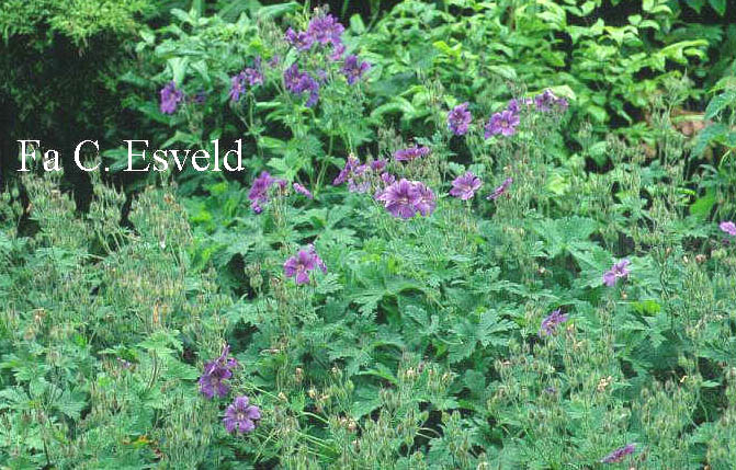 Geranium sylvaticum 'Birch Lilac'