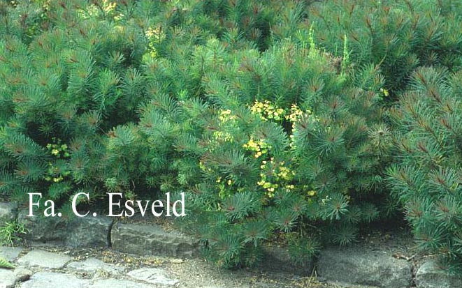 Euphorbia cyparissias 'Clarice Howard'