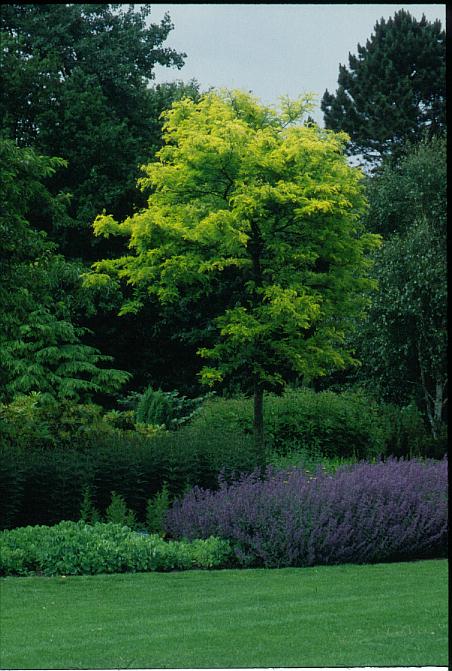 Gleditsia triacanthos 'Sunburst'