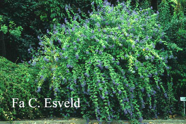 Caryopteris clandonensis 'Heavenly Blue'