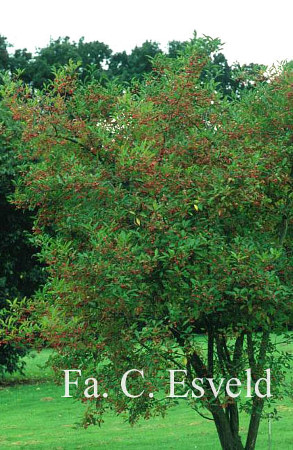 Euonymus hamiltonianus maackii