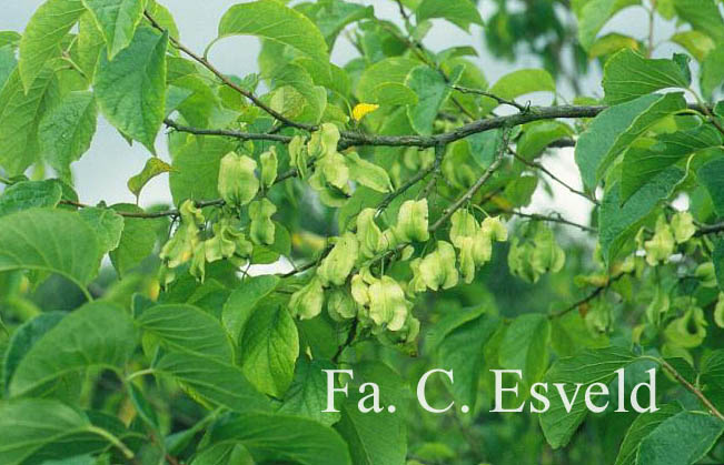 Halesia diptera magniflora