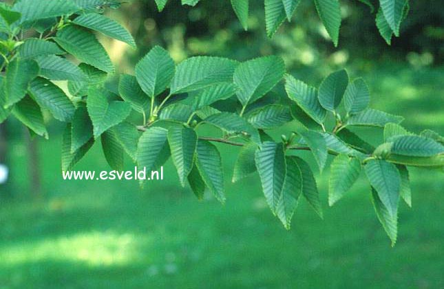 Alnus firma