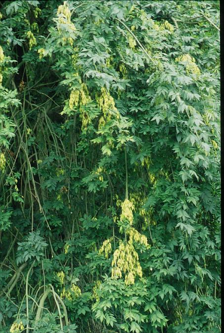 Fraxinus excelsior 'Pendula'