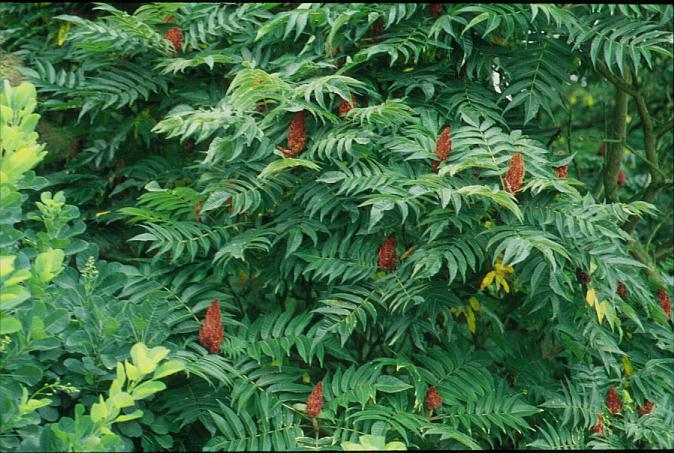 Rhus typhina