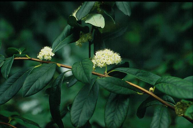 Spiraea trichocarpa