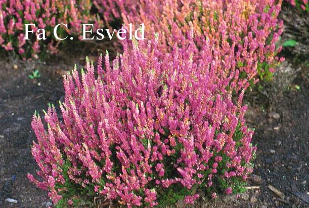 Calluna vulgaris 'Dark Star'