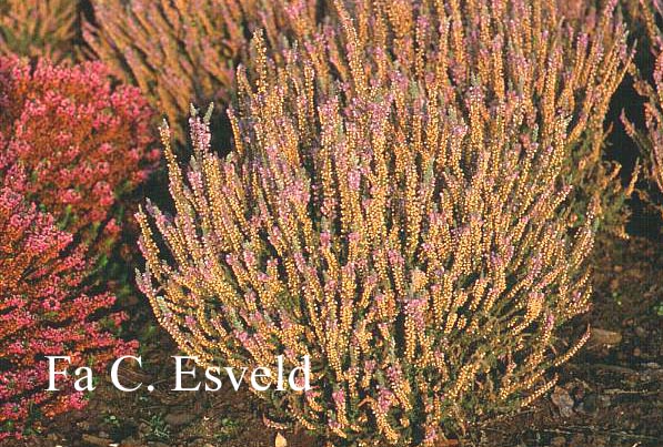 Calluna vulgaris 'Silver Knight'