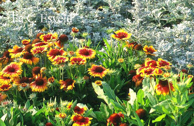 Gaillardia 'Kobold'