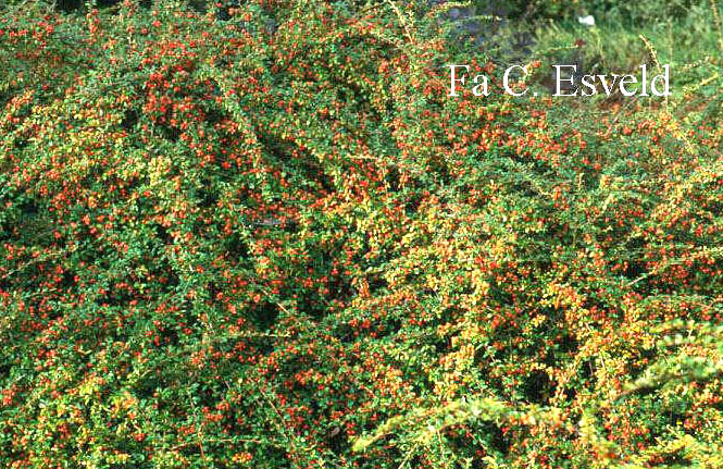 Cotoneaster suecicus 'Coral Beauty'