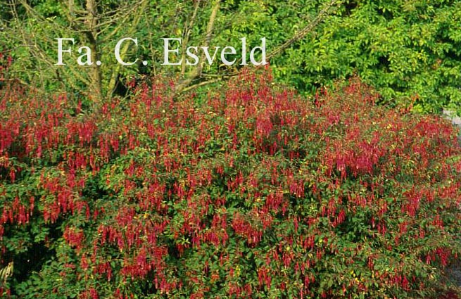 Fuchsia magellanica 'Gracilis'