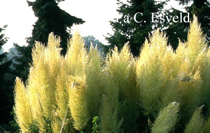 Cortaderia selloana 'Pumila'