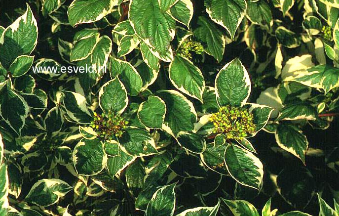 Cornus alba 'Sibirica Variegata'