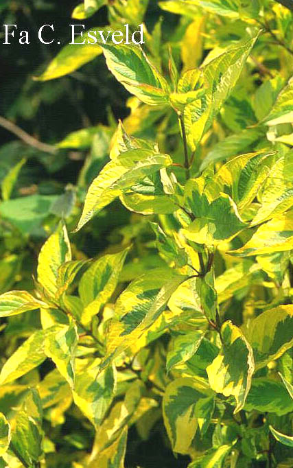 Cornus alba 'Spaethii' (7109)