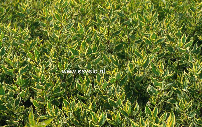 Cornus alba 'Cream Cracker'
