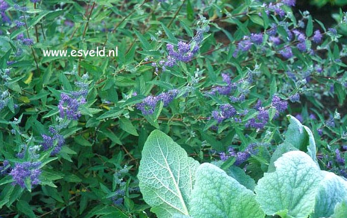 Caryopteris clandonensis 'Heavenly Blue'