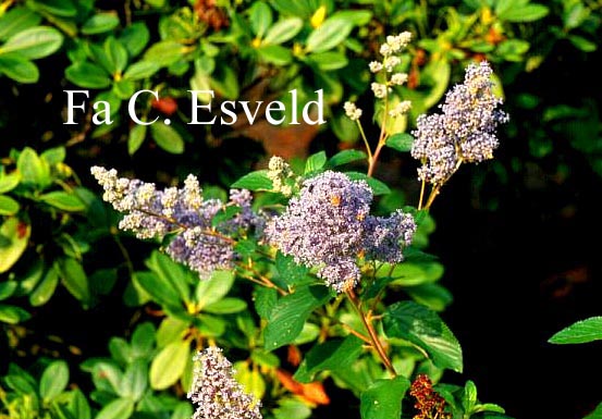 Ceanothus delilianus 'Gloire de Versailles'