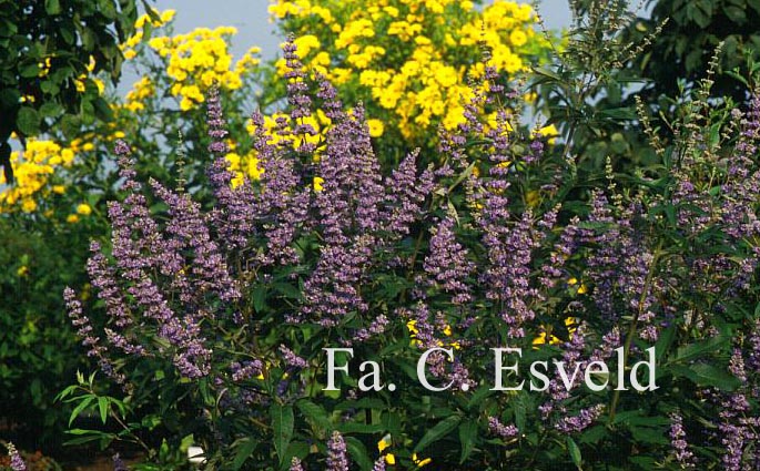 Vitex agnus-castus