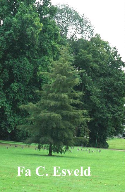 Alnus glutinosa 'Imperialis'