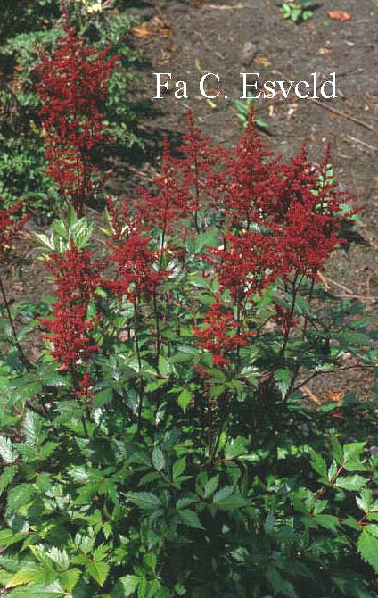 Astilbe 'Red Sentinel'