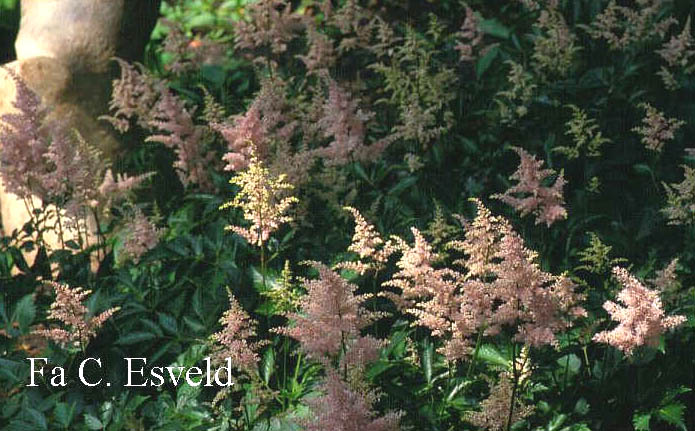 Astilbe 'Peach Blossom'