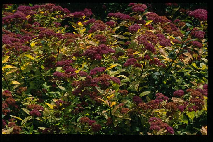 Spiraea japonica 'Goldflame'