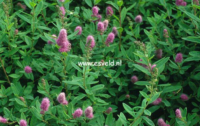 Spiraea billiardii 'Triumphans'