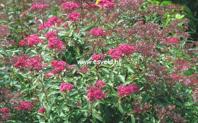 Spiraea japonica 'Anthony Waterer'