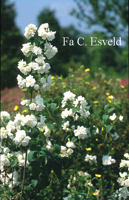 Philadelphus 'Virginal'