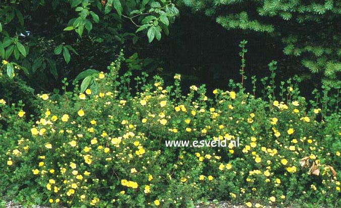 Potentilla fruticosa 'Primrose Beauty'