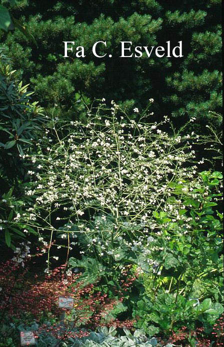 Crambe cordifolia