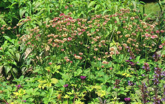 Astrantia major