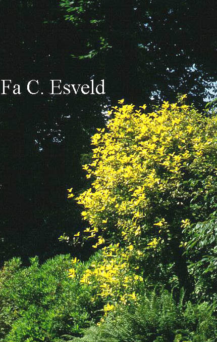 Ilex aquifolium 'Flavescens'