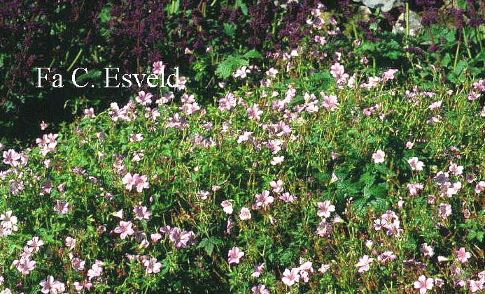 Geranium oxonianum 'Rose Clair'