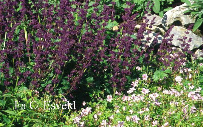 Salvia verticillata 'Purple Rain'