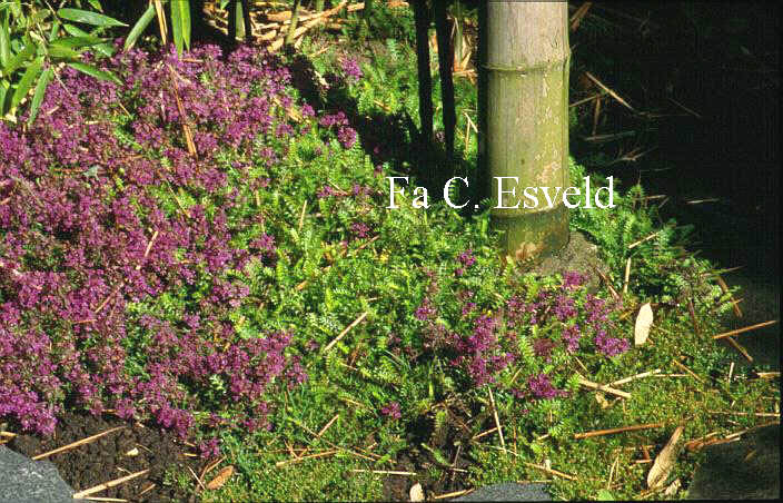 Thymus praecox 'Coccineus'