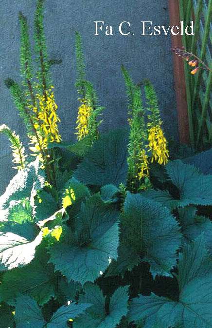 Ligularia stenocephala 'The Rocket'