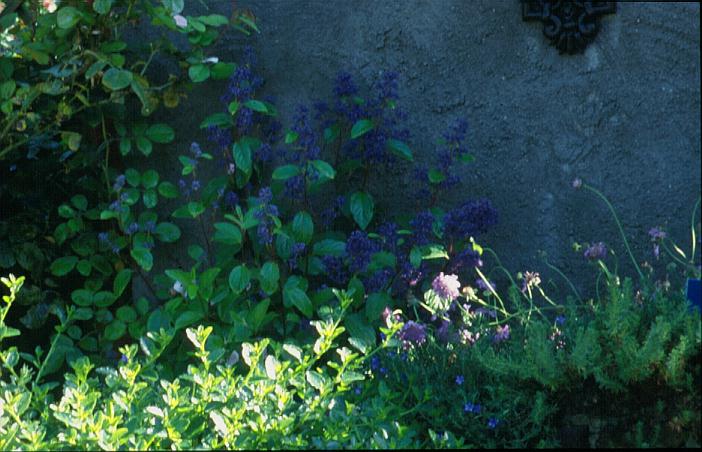 Ceanothus delilianus 'Henri Desfossee'