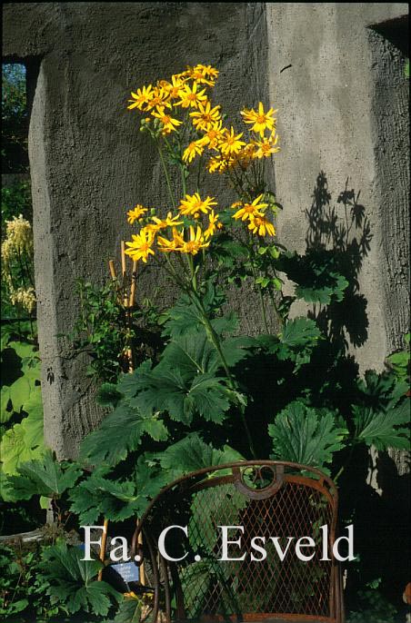 Ligularia dentata 'Desdemona'