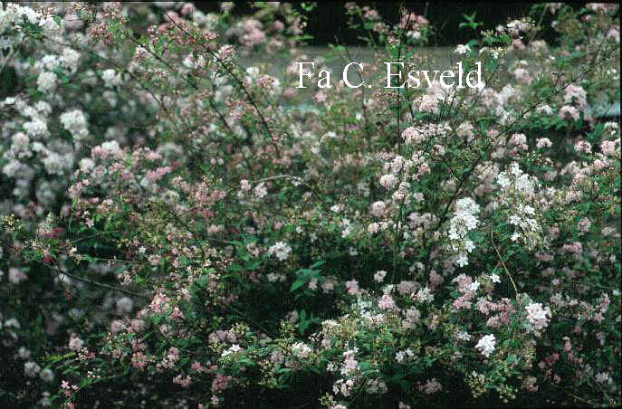 Deutzia elegantissima 'Rosealind'