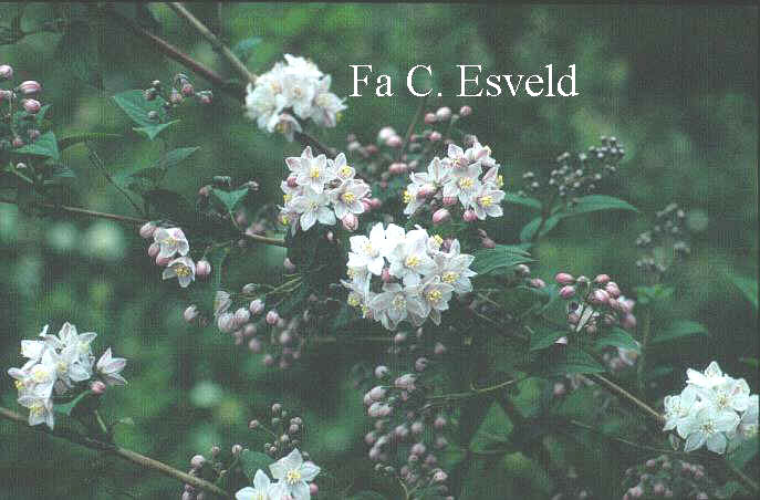 Picture And Description Of Deutzia Hybrida Joconde