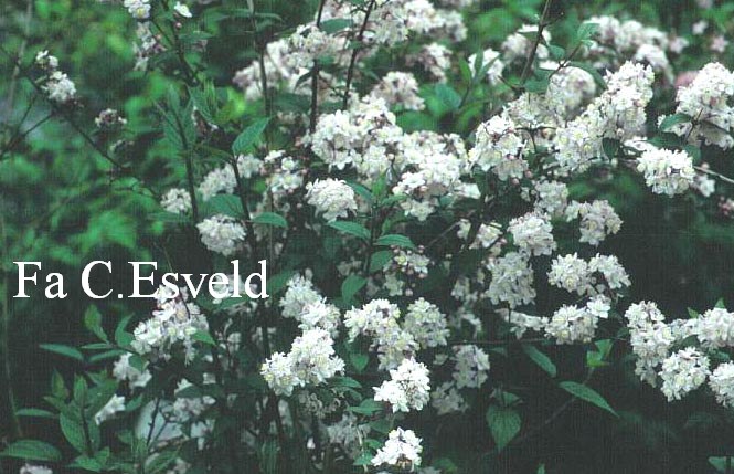 Deutzia elegantissima